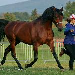 Safar - X 2014<br />&copy; Miroslava Vidova