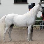 Cerinola - Cerinola 2013<br />&copy; Anna Pyzara-Nakoniechnaia