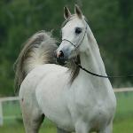 Barrakuda<br />&copy; Arabian Horses For Sale