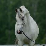 Barrakuda<br />&copy; Arabian Horses For Sale