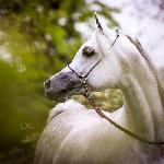Empire<br />&copy; Oliwia Chmielewska