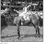 Seabiscuit - Seabiscuit