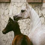 Eustachia<br />&copy; Stuart Vesty