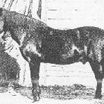 Goral-21