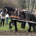Jaśmin - Kwalifikacje ogierów zimnokrwistych do ZT 2007<br />&copy; Małgorzata Odyniec