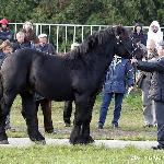 Jaśmin - Kwalifikacje ogierów zimnokrwistych do ZT 2007<br />&copy; Małgorzata Odyniec