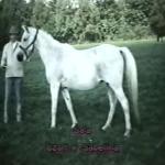 Sala - Sala - foto Arabian Horse Legacy
