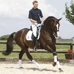 Blue Hors Don Romantic ex Don Romantic