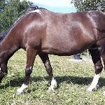 Cyrkonia
