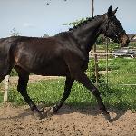 Faron