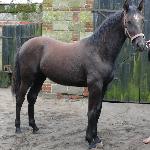 Lusi