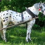 Bartek