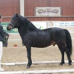 Goral Cezar / Stistko / Goral XXI