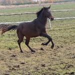 Orfeusz<br />&copy; Kozdra Angelika