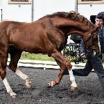 Kaiser Karl<br />&copy; J.Ł.<br /><i>Wiosenny Przegląd Hodowlany w SK Racot 27 kwietnia 2018</i>