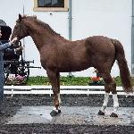 Kaiser Karl<br />&copy; fb SK Racot<br /><i>Przegląd Hodowlany 25.10.2018</i>