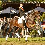 Sir Donnerhall