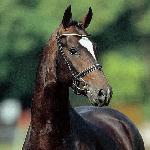 Sir Donnerhall