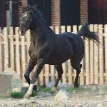 Aramir