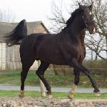 Aramir