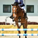 Royboss<br /><i>http://interhorse.pl/wp-content/uploads/2018/04/Royboss3.jpg</i>
