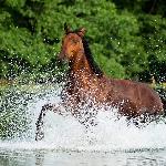 Beowulf