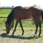 Morfeusz