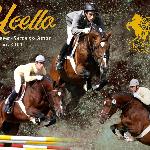 Uccello