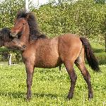 Astor