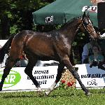 Jurijan ex Gepard - Białka 2010<br />&copy; Ewa Imielska-Hebda