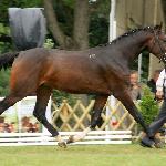 Jurijan ex Gepard