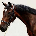 Hanter
