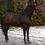Mahomet