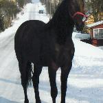 Mahomet