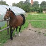 Borka