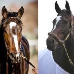 Rachel Alexandra