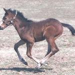 Rachel Alexandra - Rachel Alexandra jako źrebak