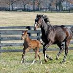 Rachel Alexandra<br /><i>z synem</i>