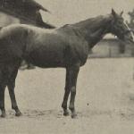 Simson<br /><i>Jeździec i Hodowca 1927</i>