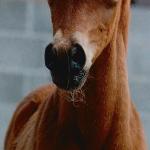 Mujahid<br />&copy; Zuzanna Zajbt