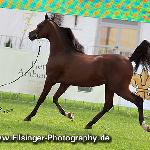 Zimarc - Zimarc 2010<br />&copy; Irina Filsinger