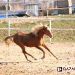 Legat