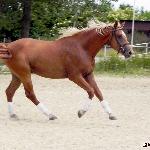 Legat