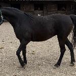 Salwinia