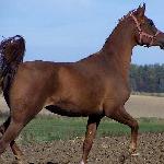 Eustaria
