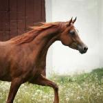Nizara - Foto Stuart Vesty<br />&copy; Stuart Vesty