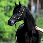 Belora<br />&copy; Zalia Arabians