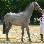 Agamemnon - II Krajowy Młodzieżowy Czempionat Koni Rasy Wielkopolskiej Gniezno 28.05.2011<br />&copy; Barbara Cichorska