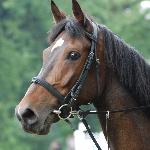 Mizar