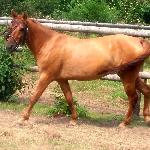 Cewar Bej (Lucky)